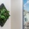 wall plant in living room